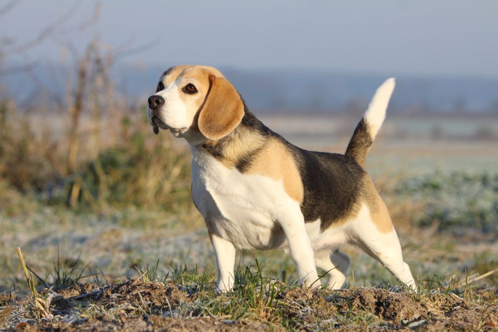Beagle Charakter