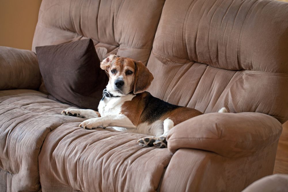 Beagle Erziehung - Wie kriege ich meinen Beagle vom Sofa runter?