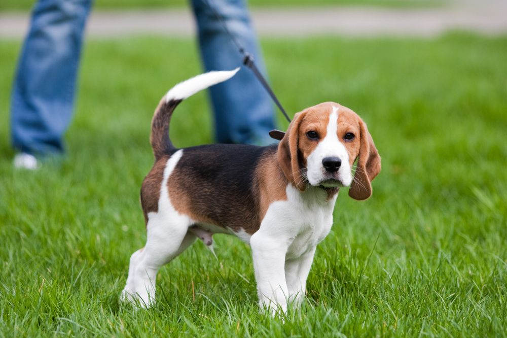 Ein gesunder Beagle Welpe