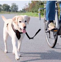 Beagle am Fahrrad
