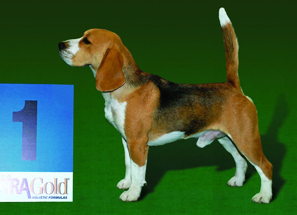 Rassestandard Beagle