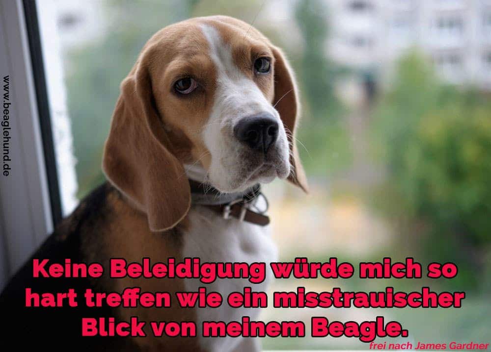 Ein Beagle im Fenster