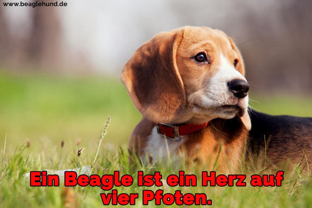 Ein Beagle auf Rasen