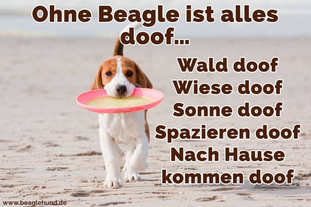 Ein Beagle mit einem Spielzeug in den Mund am Strand