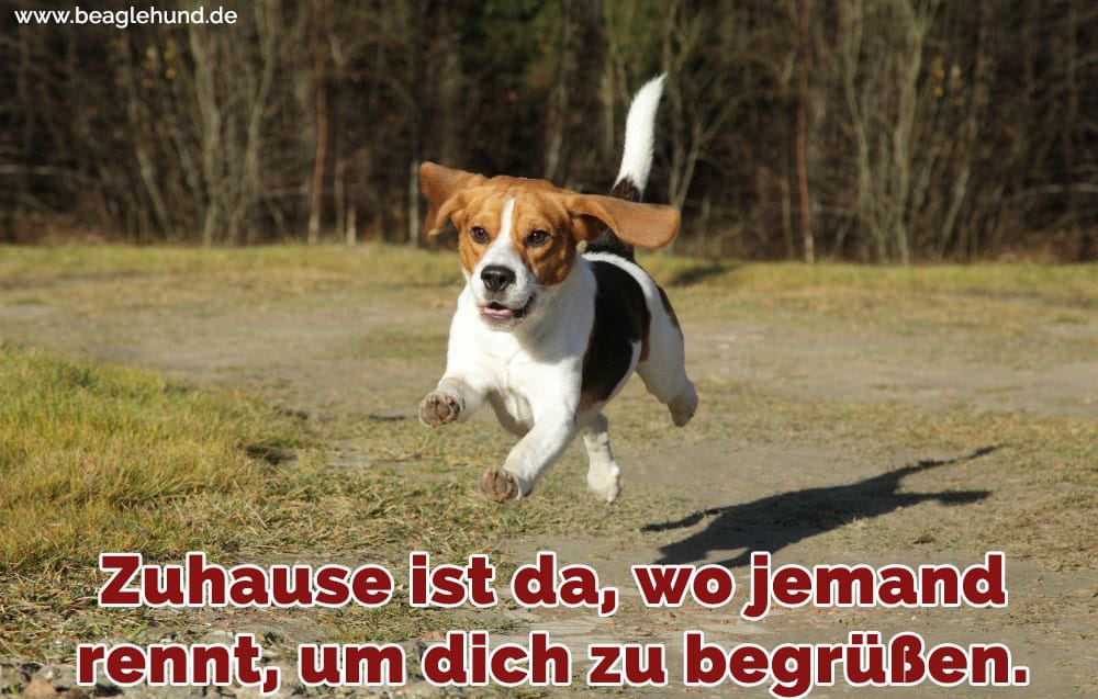 Ein Beagle läuft in den Park