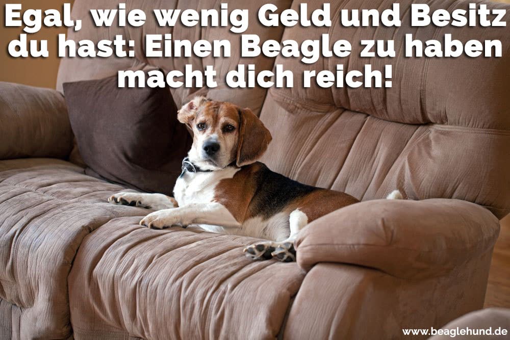 Ein Beagle auf dem Sofa sitzt
