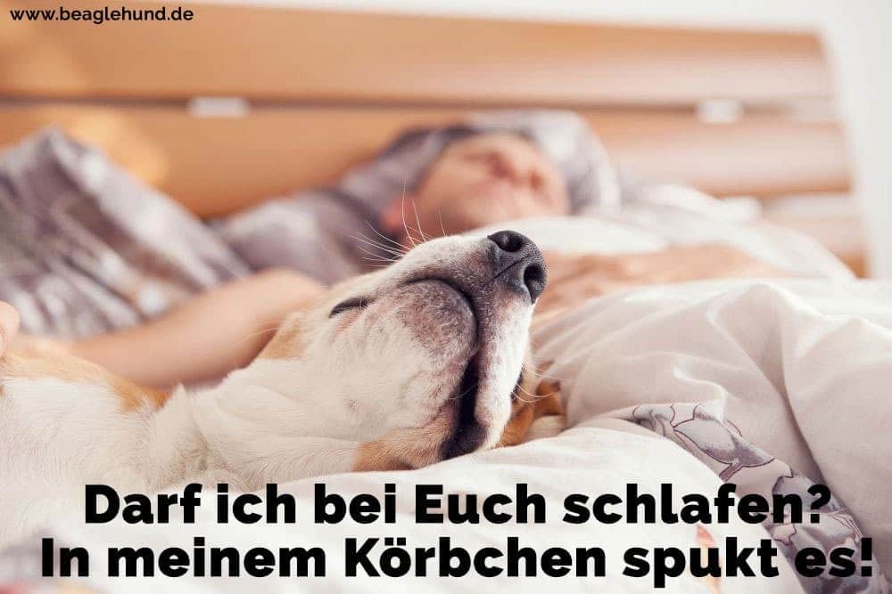 Ein Mann schläft mit seinem Beagle im Bett