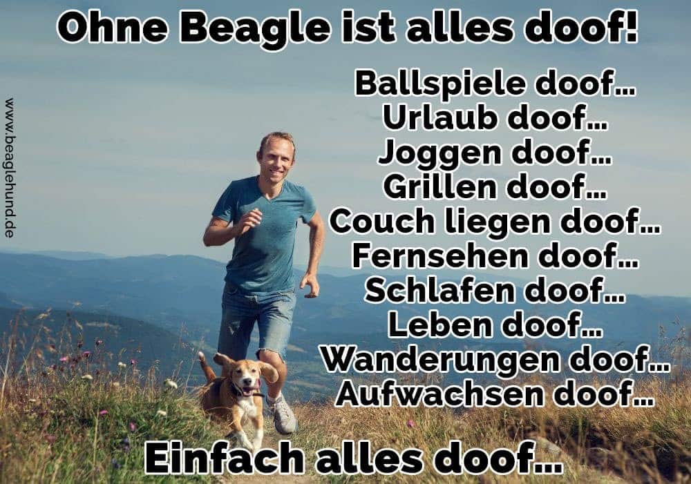 Ein Mann läuft mit seinem Beagle auf Rasen
