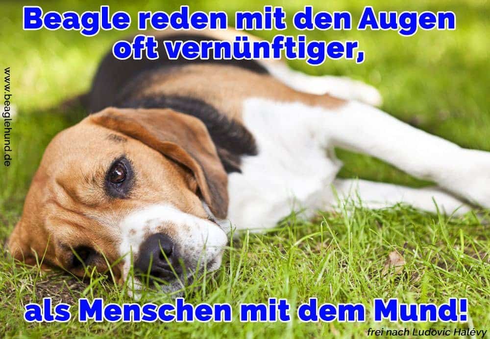 Ein Beagle auf dem Rasen liegt