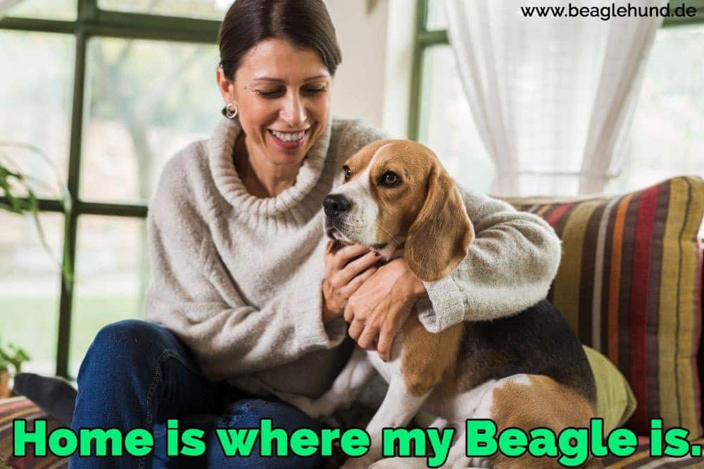 Eine Frau sitzt auf dem Sofa mit seinem Beagle