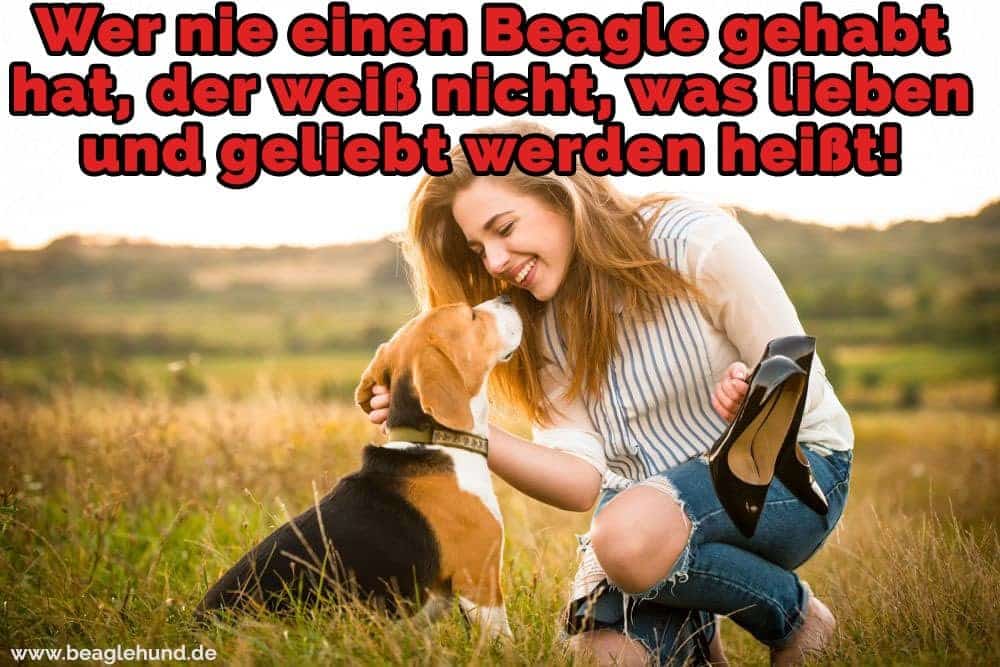 Ein Mädchen streichelt Beagle in Feld