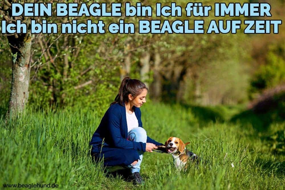 Eine Frau streichelt ihren Beagle auf Rasen