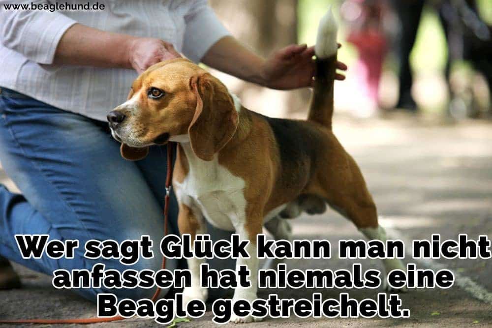 Ein Mann streichelt ihren Beagle