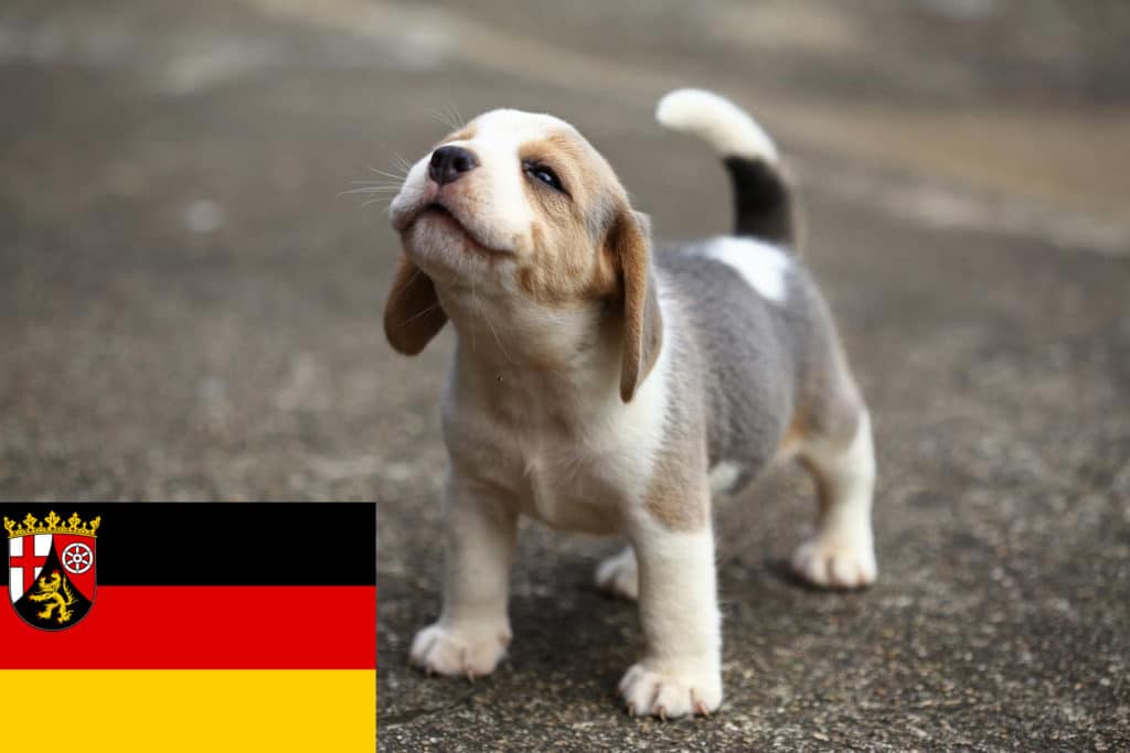 Beagle Züchter mit Welpen Rheinland-Pfalz
