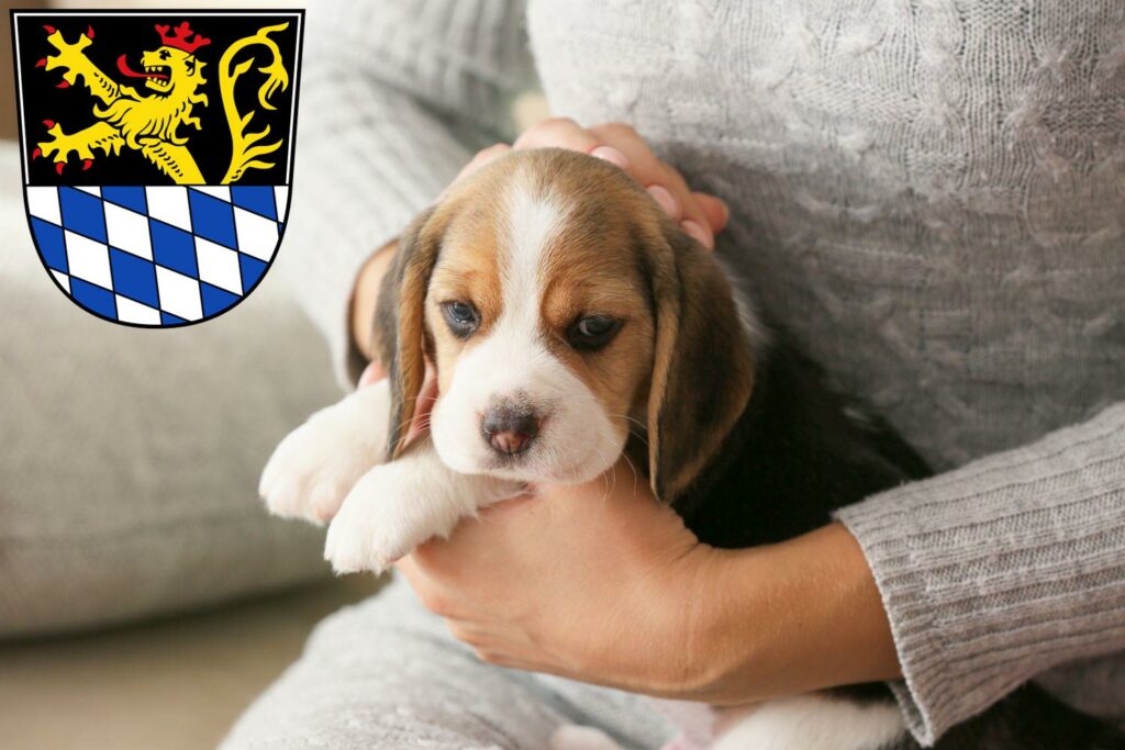 Beagle Züchter mit Welpen Amberg, Bayern