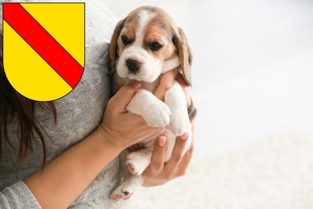 Beagle Züchter mit Welpen Baden, Baden-Württemberg