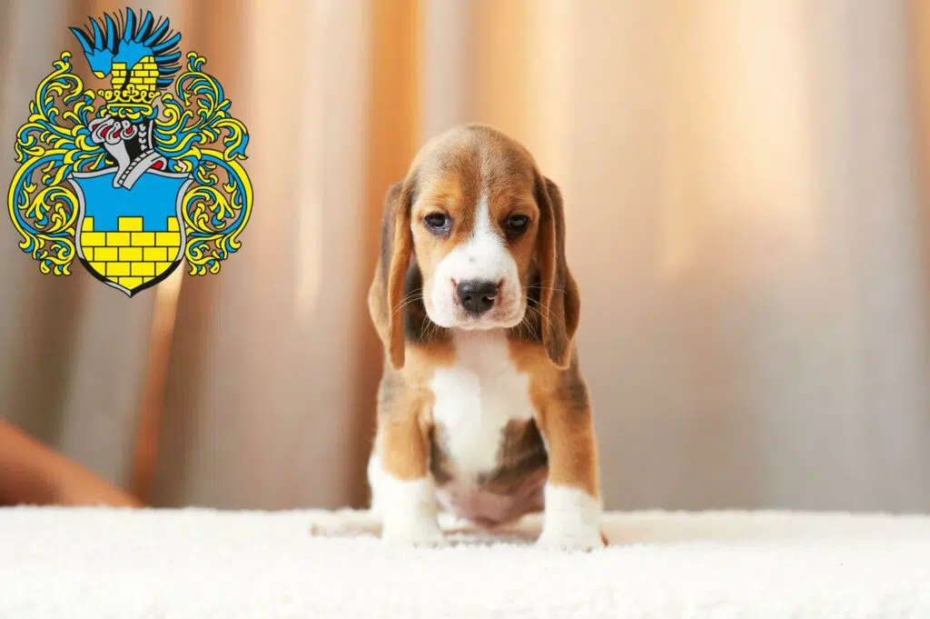 Beagle Züchter mit Welpen Bautzen, Sachsen
