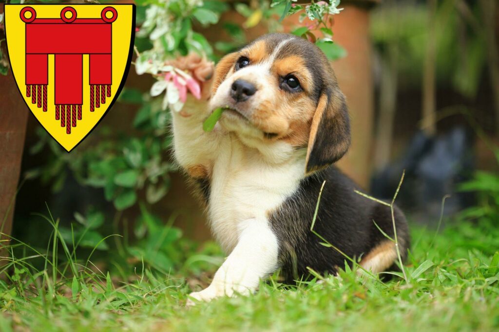 Beagle Züchter mit Welpen Böblingen, Baden-Württemberg