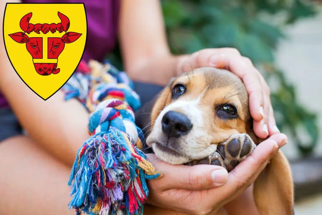 Beagle Züchter mit Welpen Coesfeld, Nordrhein-Westfalen