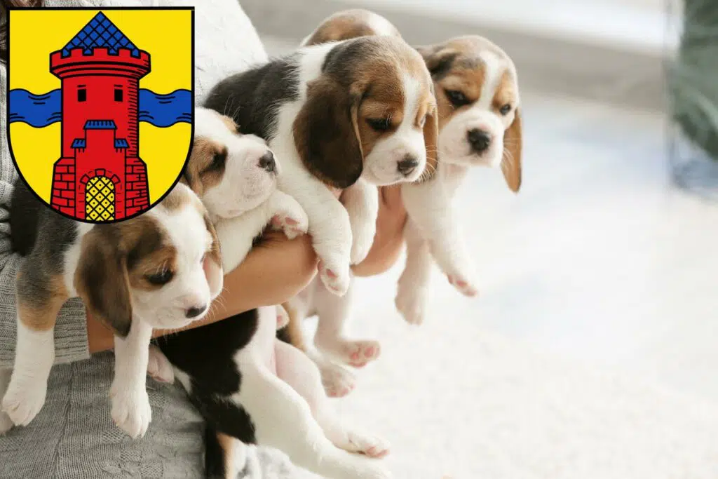 Beagle Züchter mit Welpen Delmenhorst, Niedersachsen