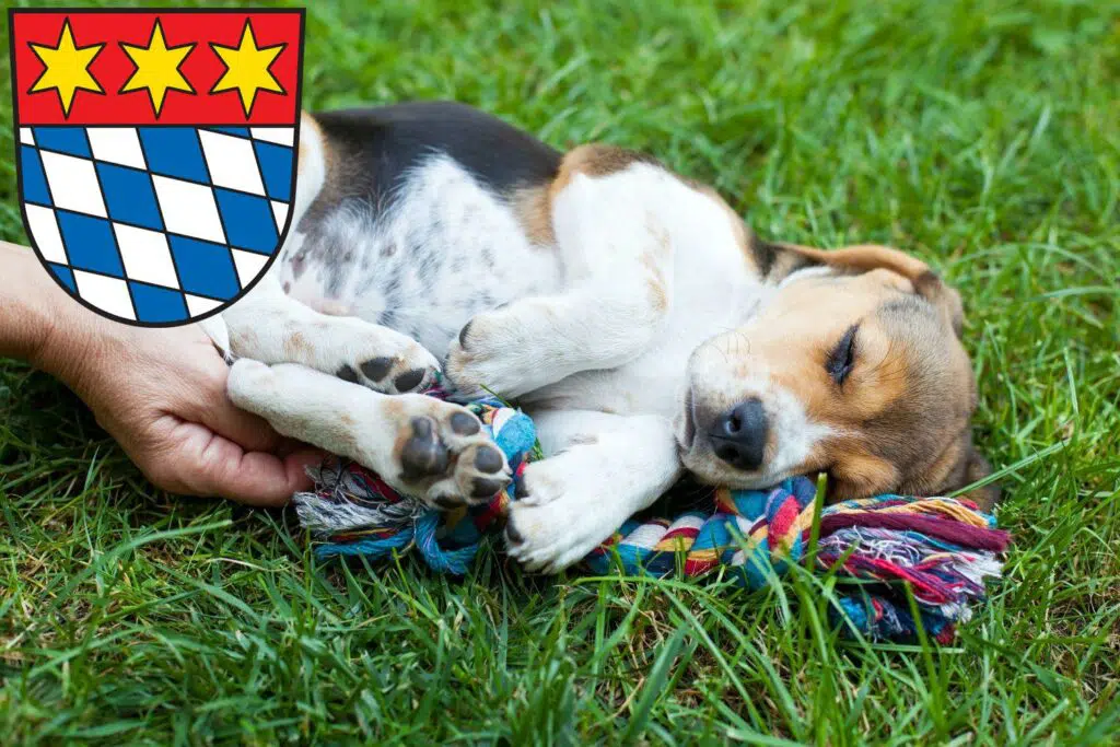 Beagle Züchter mit Welpen Dingolfing, Bayern