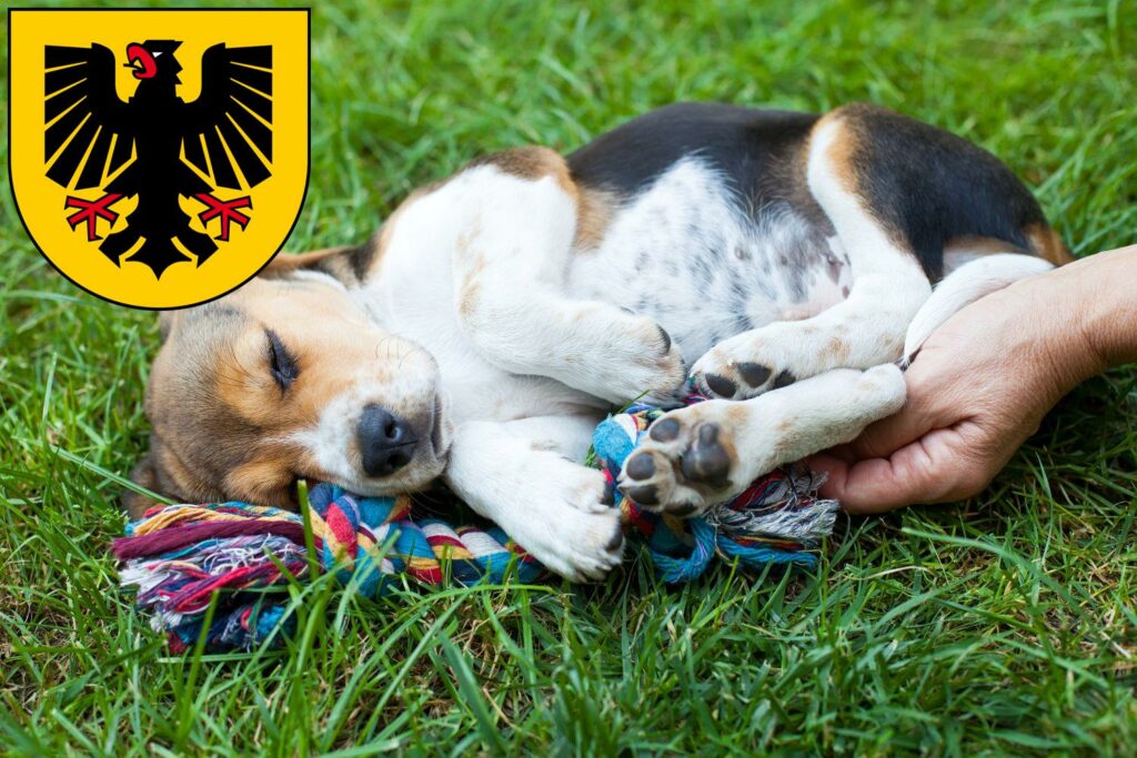 Beagle Züchter mit Welpen Dortmund, Nordrhein-Westfalen