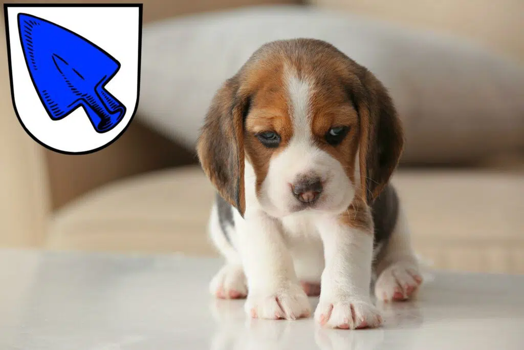 Beagle Züchter mit Welpen Erding, Bayern