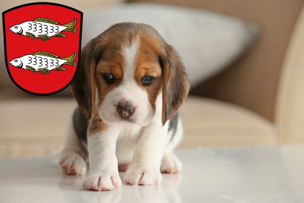 Beagle Züchter mit Welpen Forchheim, Bayern