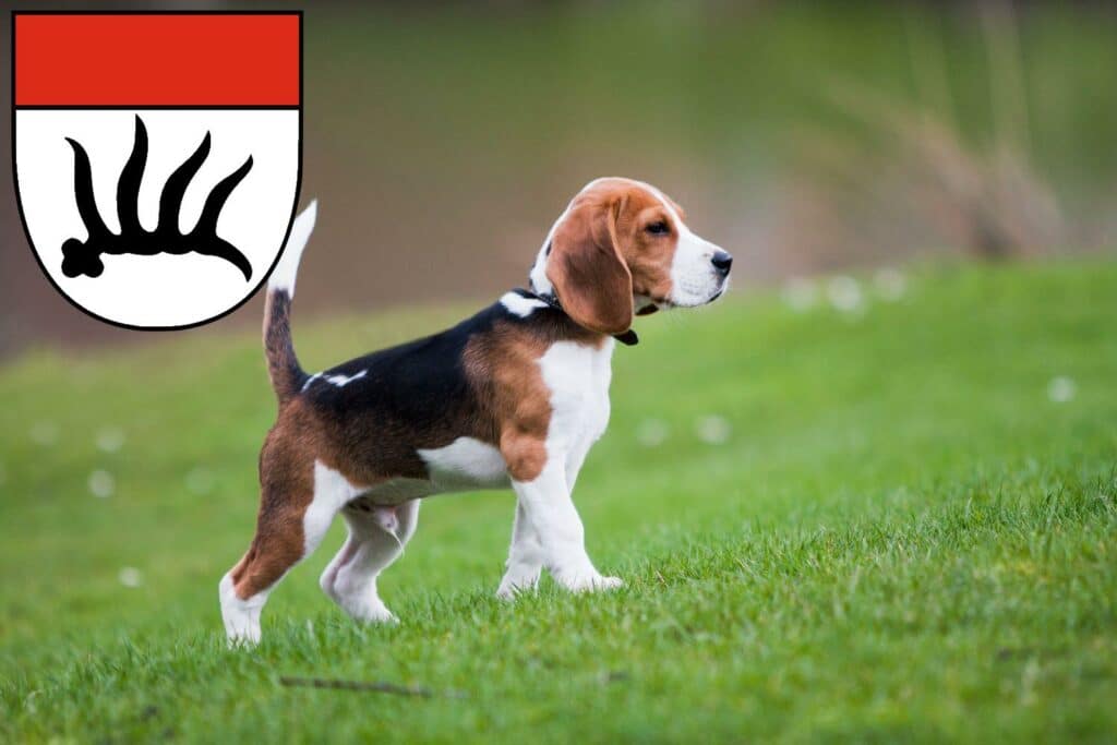 Beagle Züchter mit Welpen Göppingen, Baden-Württemberg