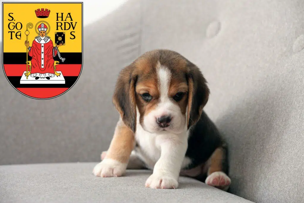 Beagle Züchter mit Welpen Gotha, Thüringen