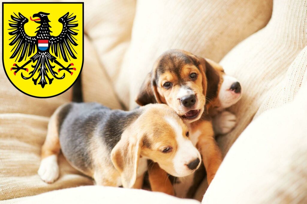 Beagle Züchter mit Welpen Heilbronn, Baden-Württemberg