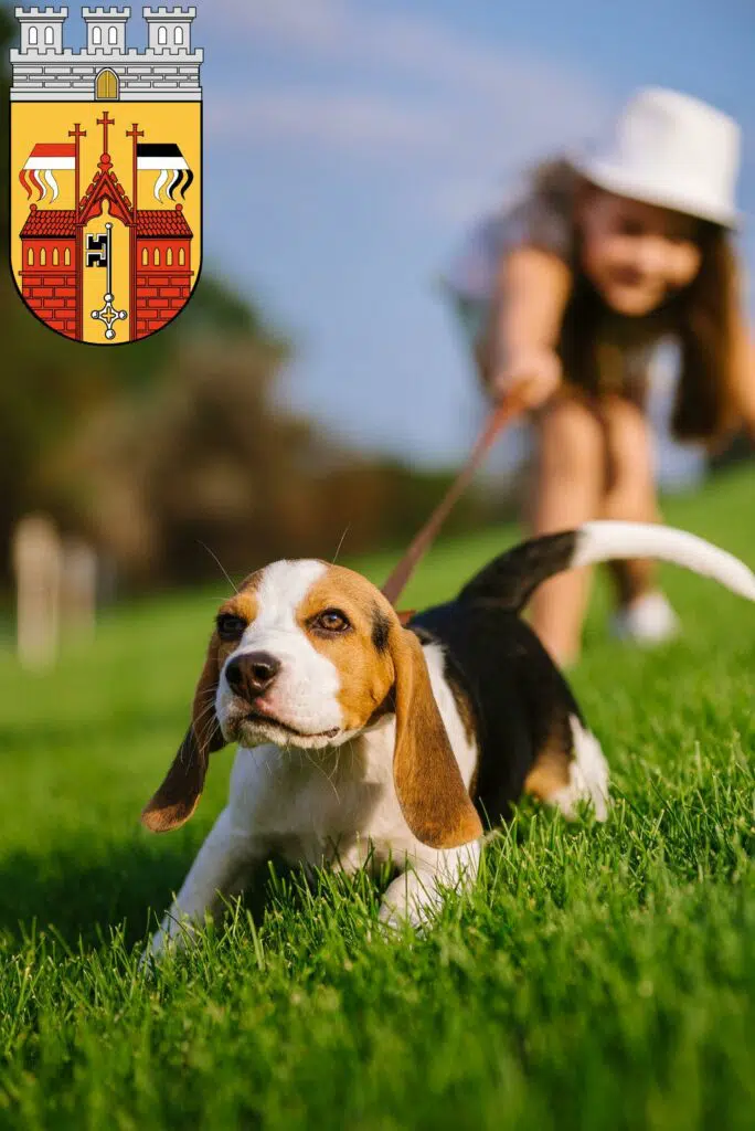 Beagle Züchter mit Welpen Herford, Nordrhein-Westfalen