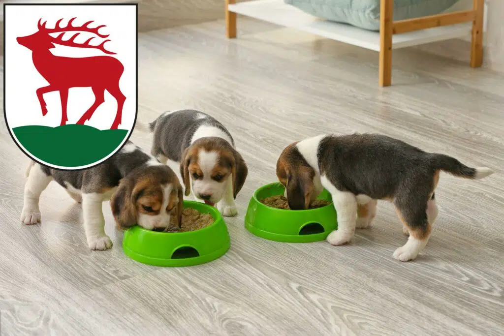Beagle Züchter mit Welpen Herzberg (Elster), Brandenburg