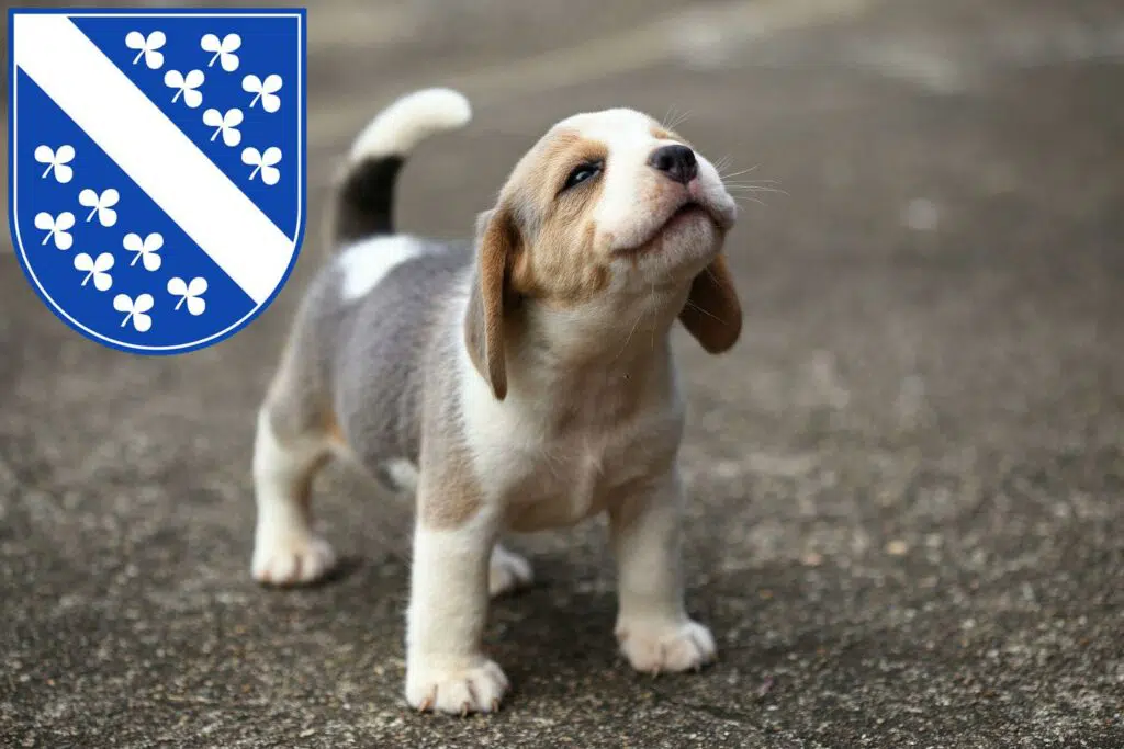 Beagle Züchter mit Welpen Kassel, Hessen