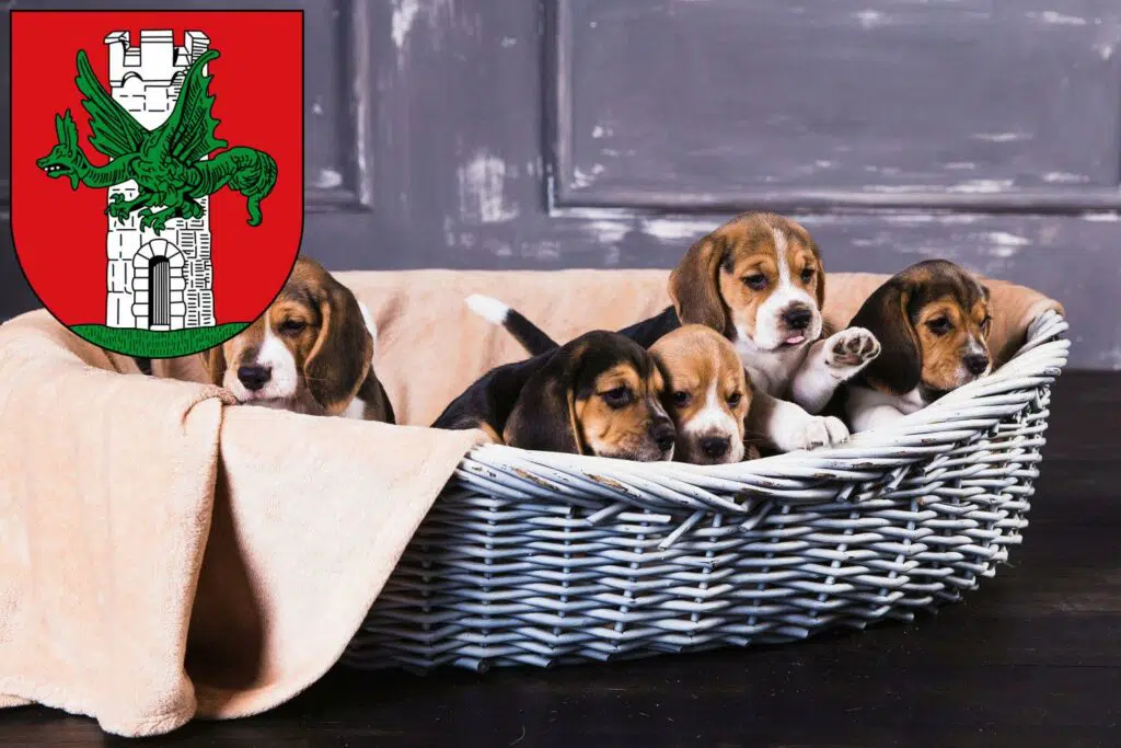 Beagle Züchter mit Welpen Klagenfurt, Österreich