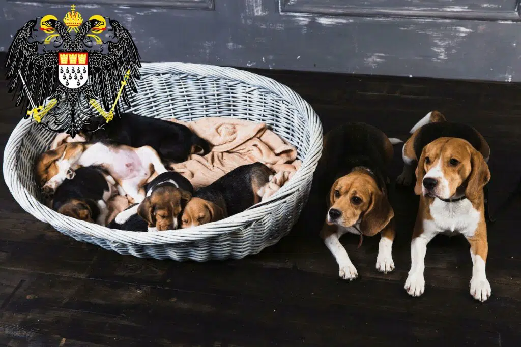 Beagle Züchter mit Welpen Köln, Nordrhein-Westfalen
