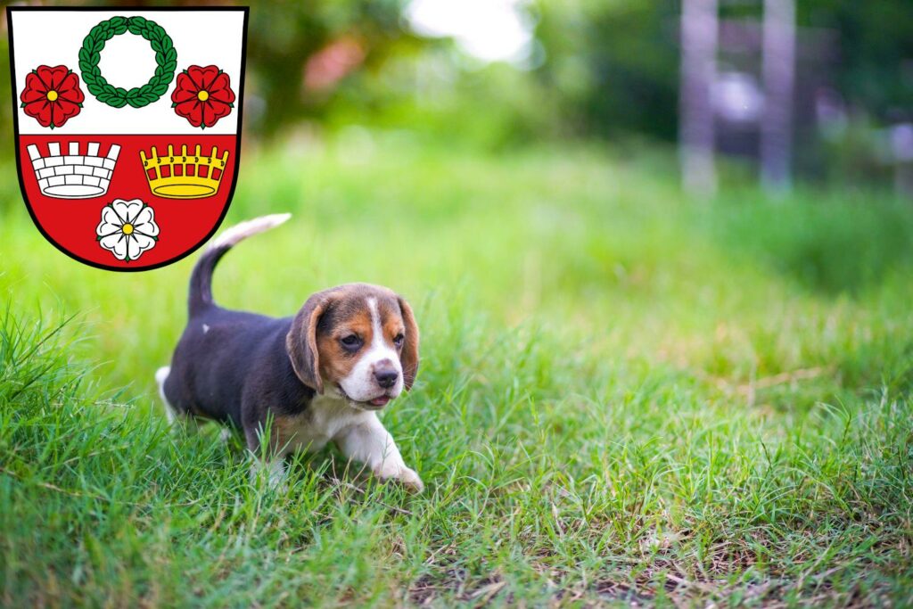 Beagle Züchter mit Welpen Kronach, Bayern