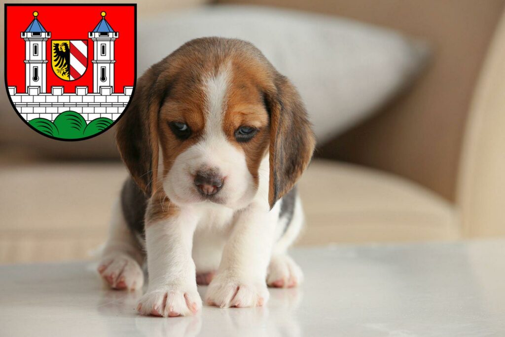 Beagle Züchter mit Welpen Lauf an der Pegnitz, Bayern