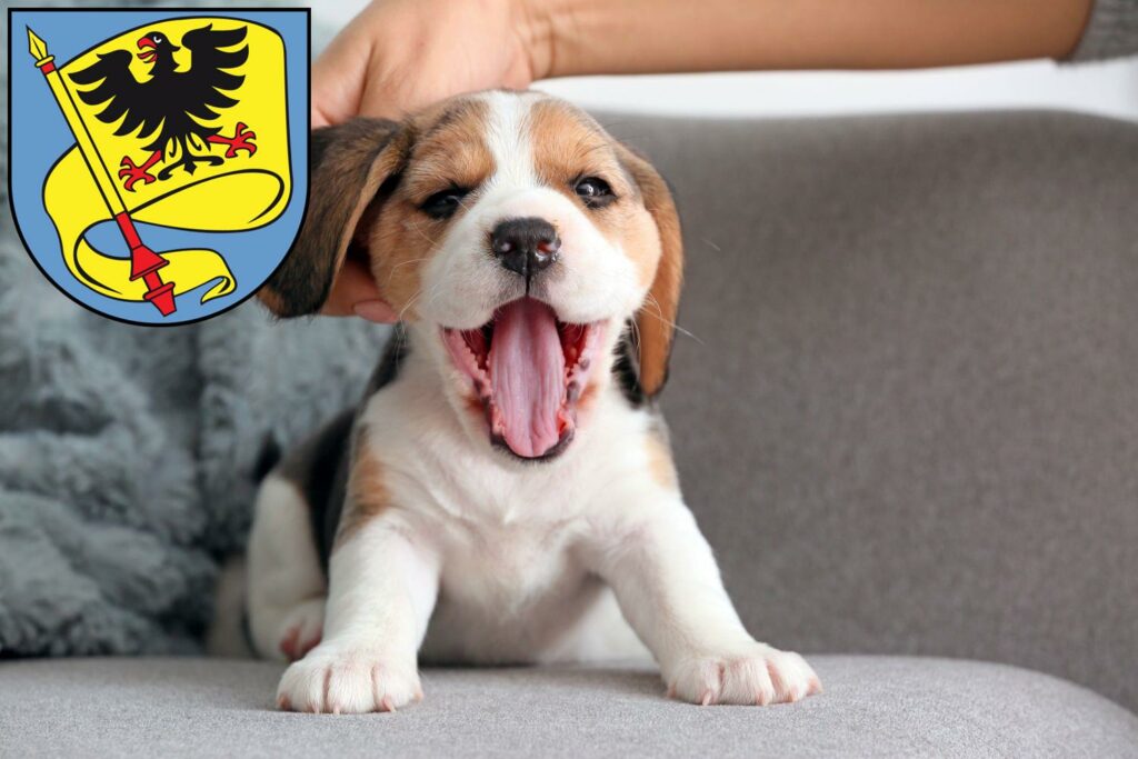Beagle Züchter mit Welpen Ludwigsburg, Baden-Württemberg