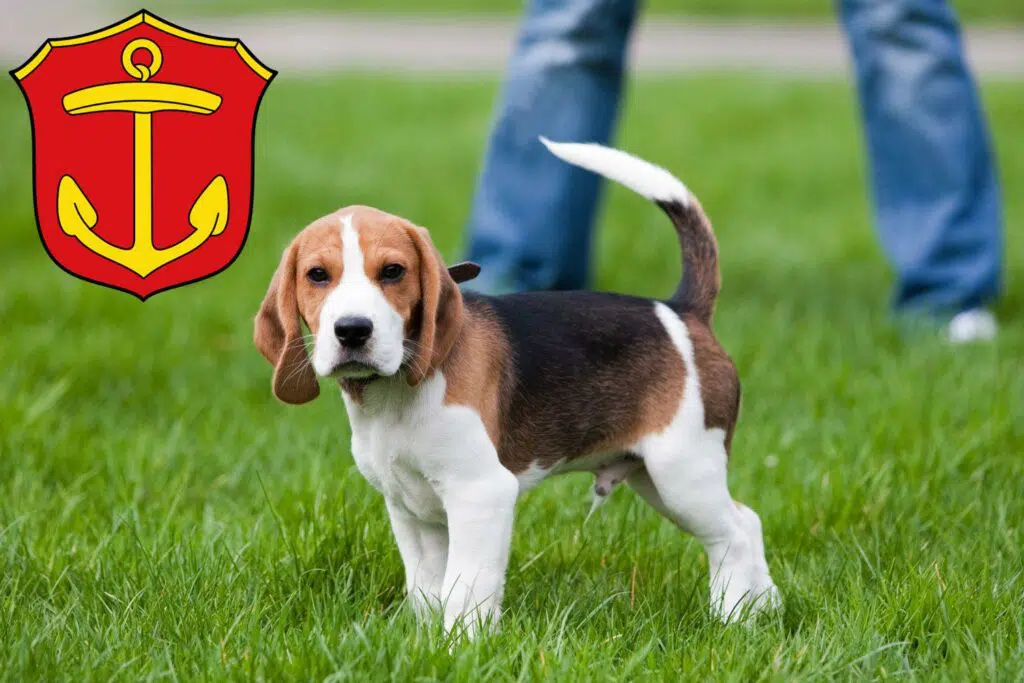 Beagle Züchter mit Welpen Ludwigshafen, Rheinland-Pfalz
