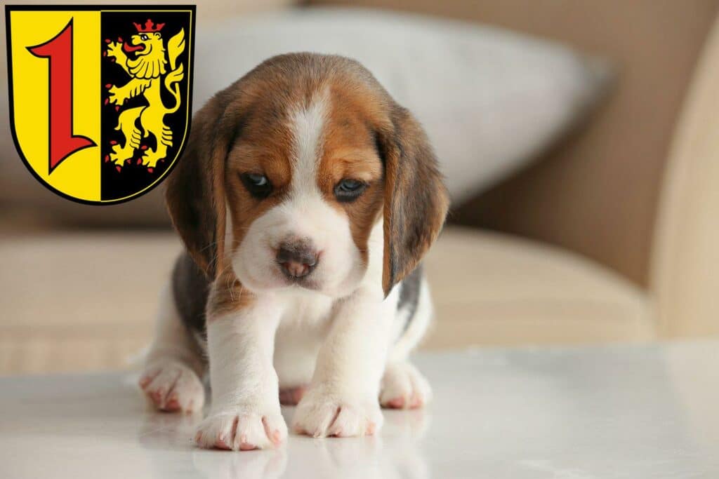 Beagle Züchter mit Welpen Mannheim, Baden-Württemberg