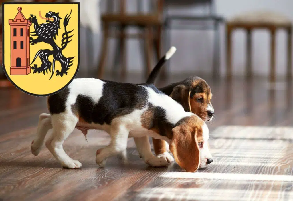 Beagle Züchter mit Welpen Meißen, Sachsen