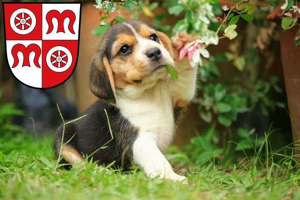 Beagle Züchter mit Welpen Miltenberg, Bayern