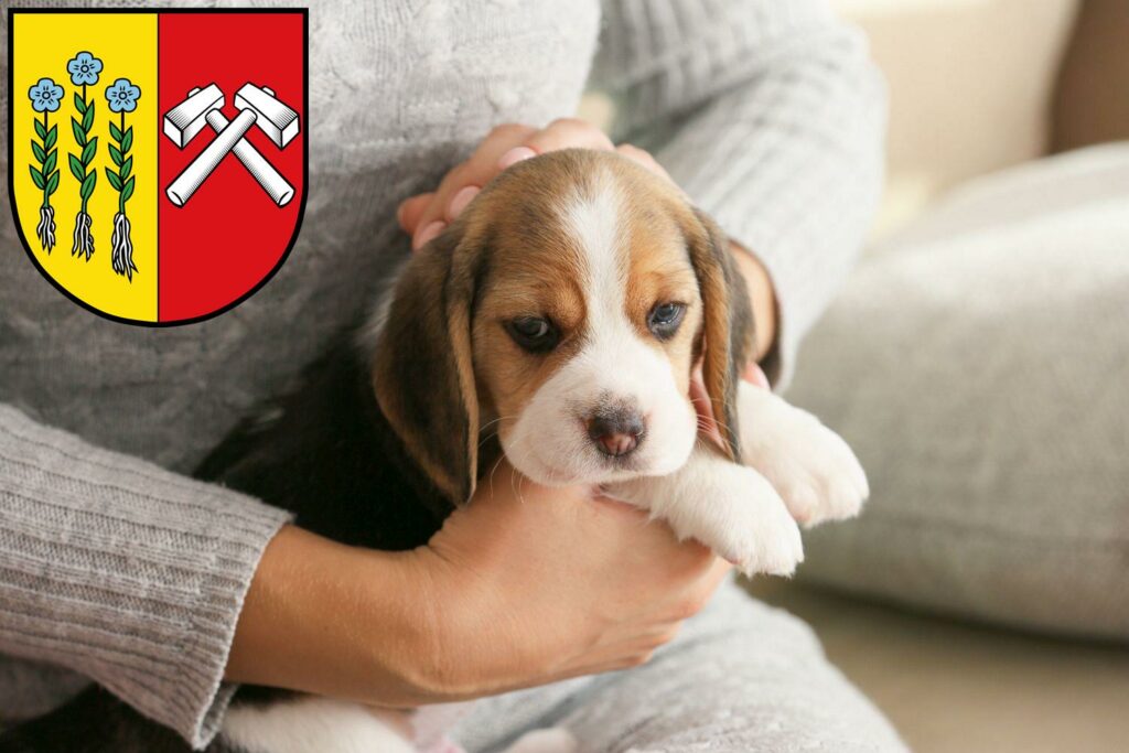 Beagle Züchter mit Welpen Sonthofen, Bayern