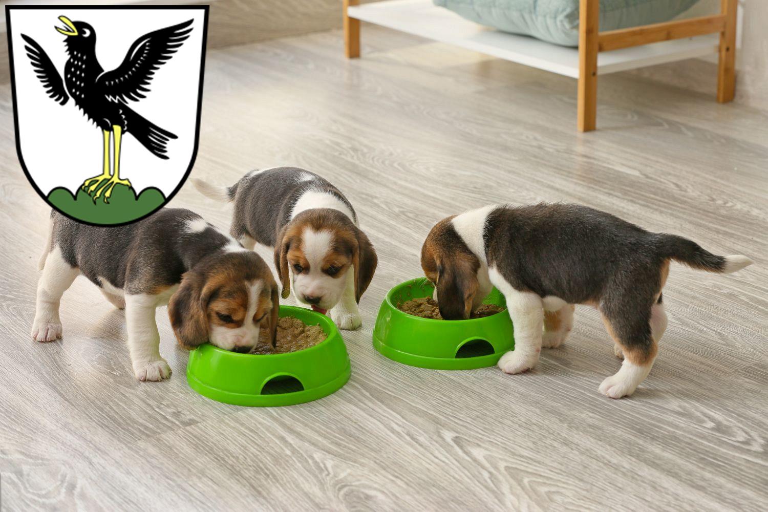 Beagle Züchter mit Welpen Starnberg, Bayern