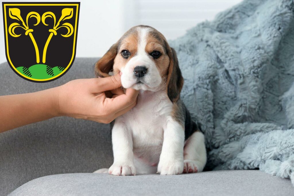 Beagle Züchter mit Welpen Traunstein, Bayern