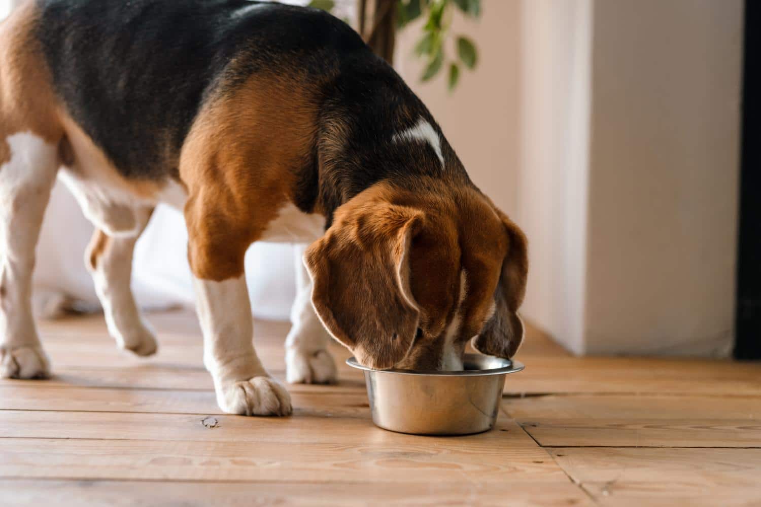 Welches Futter ist am besten für meinen Beagle geeignet?