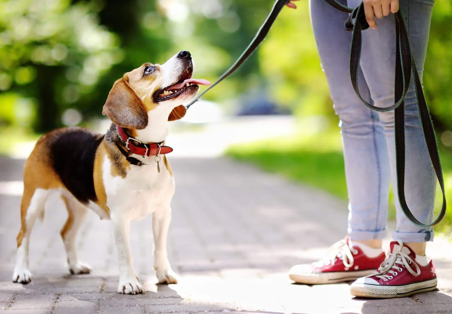 Beagle Erziehung - Worauf muss ich beim Beagle Training achten?