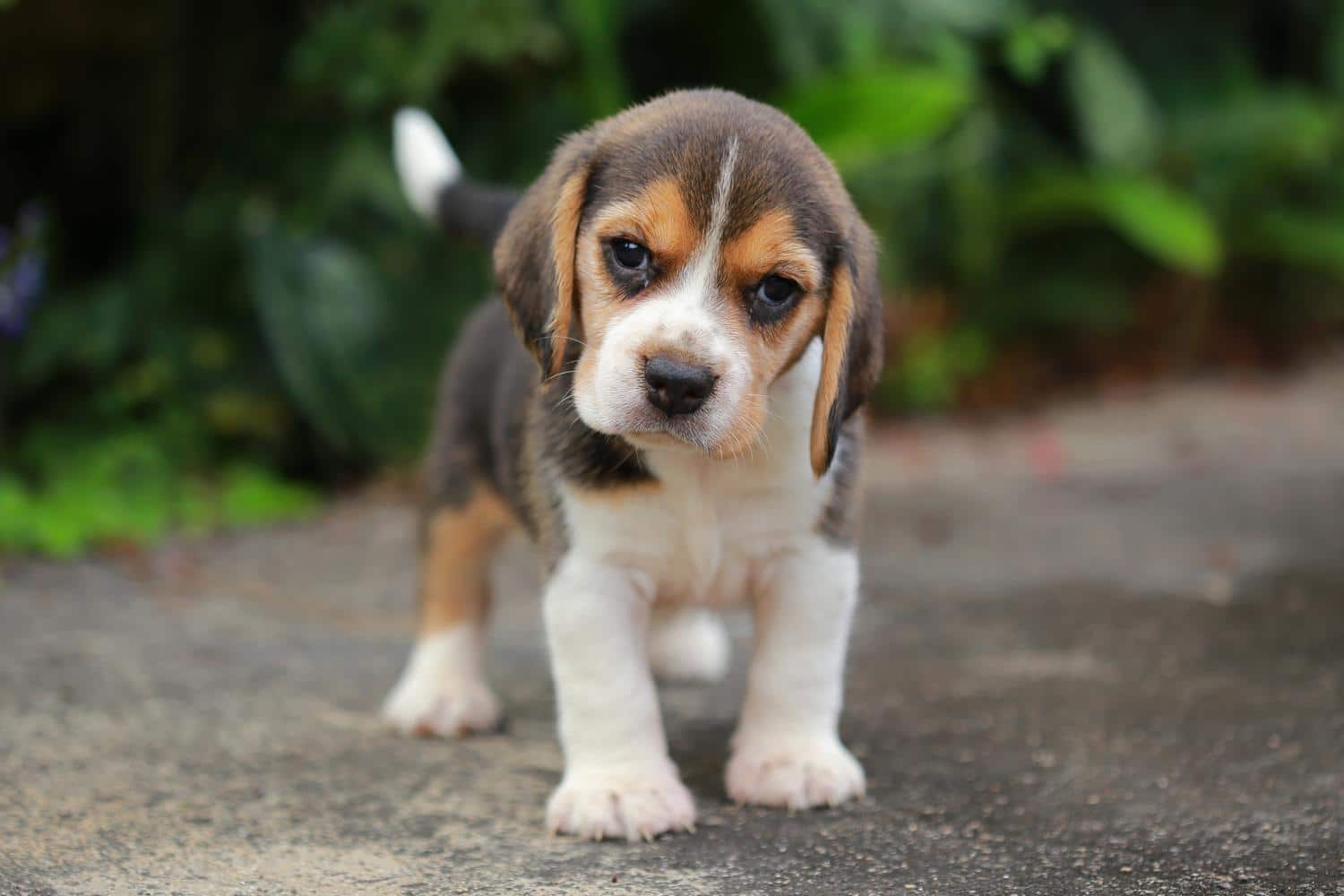 Wie finde ich einen gesunden Beagle Welpen von einem seriösen Züchter?