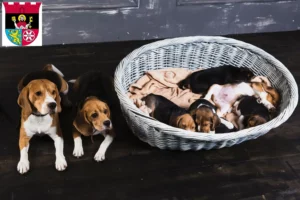 Mehr über den Artikel erfahren Beagle Züchter und Welpen in Hofheim am Taunus